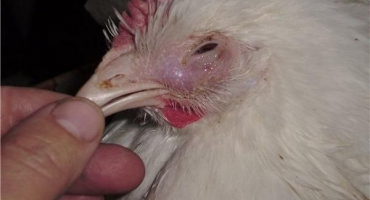 Příznaky a léčba ptačí chřipky u kuřat, příznaky a projevy